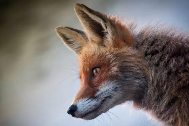 Маңғыстау облысында екі оқушыға жабайы түлкі шабуылдады