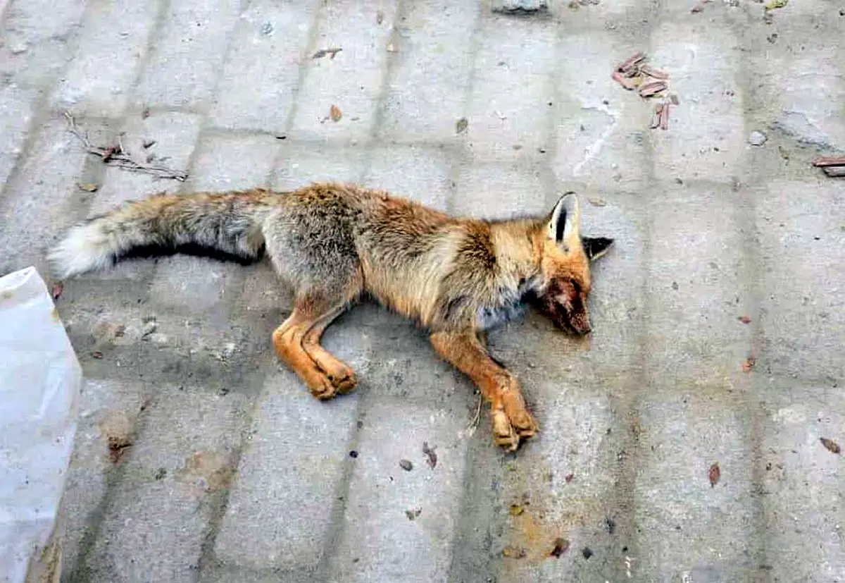 Дикие лисы напали на детей в Мангистау - новости на Lada.kz 22.11.2025