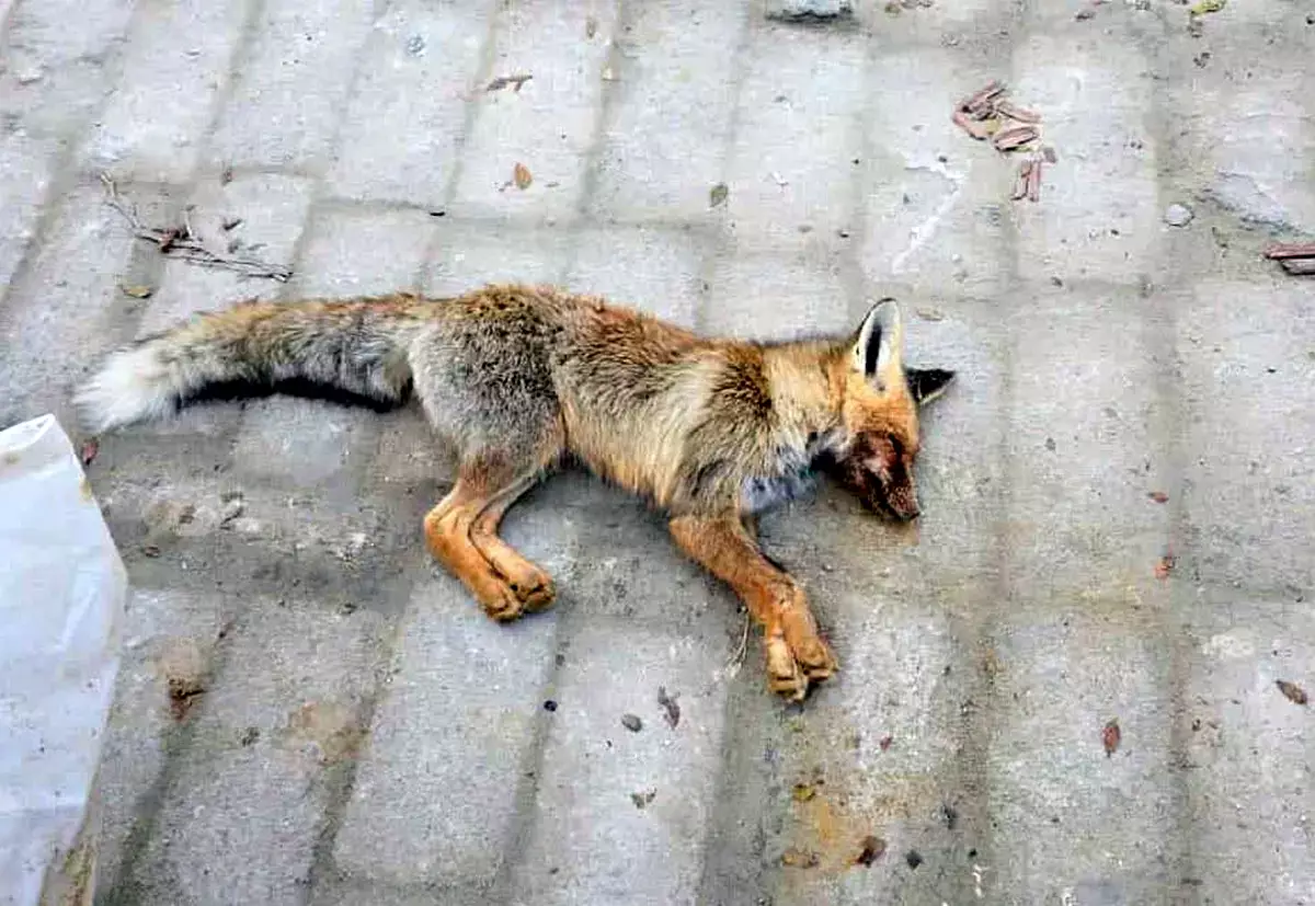 Дикие лисы напали на детей в Мангистау - новости на Lada.kz 22.11.2025