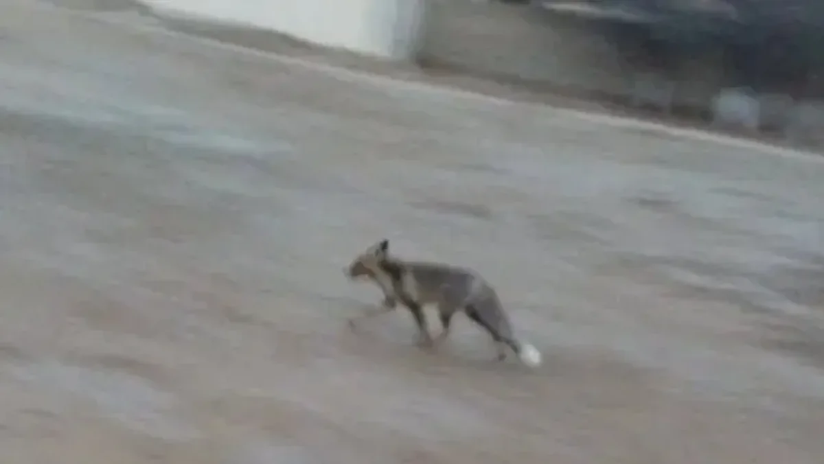 Маңғыстауда жабайы түлкі оқушыларға шабуылдаған