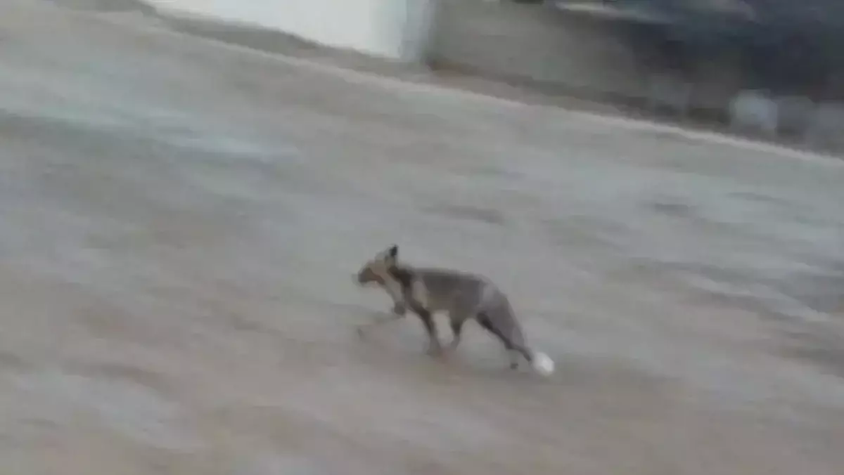 Маңғыстауда жабайы түлкі оқушыларға шабуылдаған