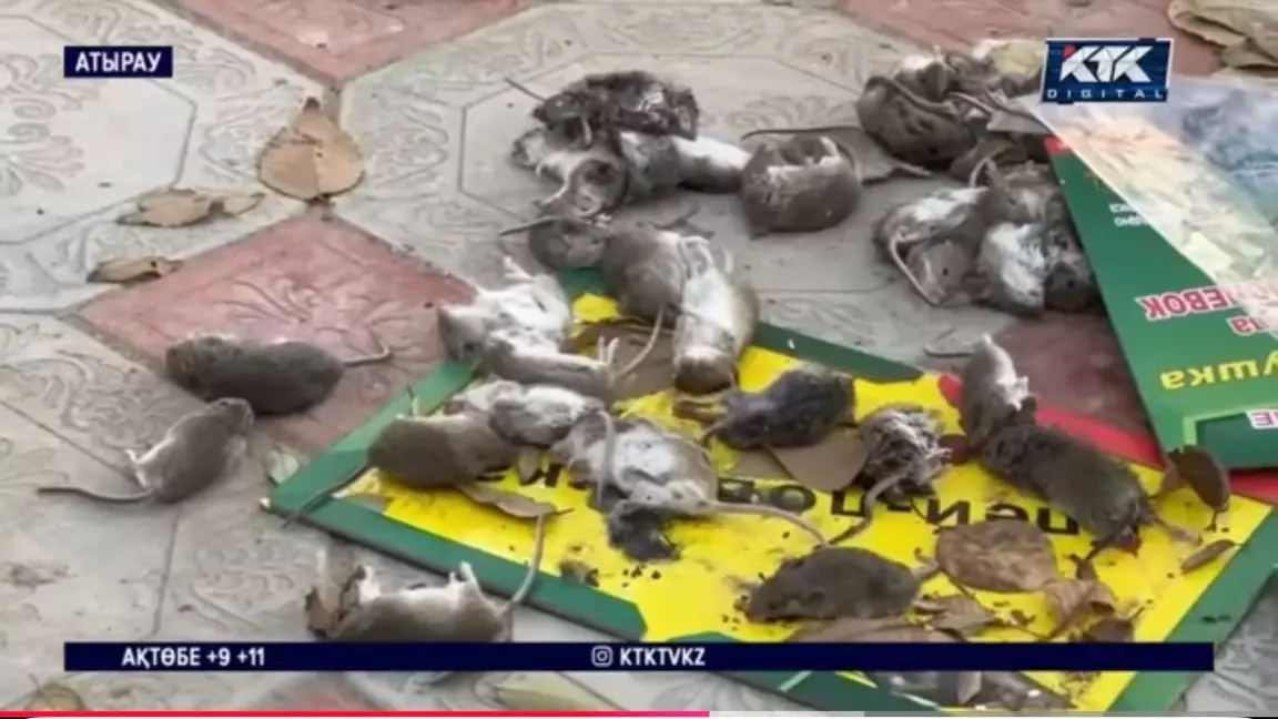 Атырау облысында тышқан қаптап, мектептер мен балабақшалар жабылған