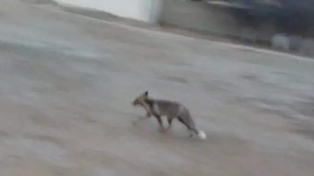 Маңғыстауда екі оқушыға жабайы түлкі шабуыл жасады