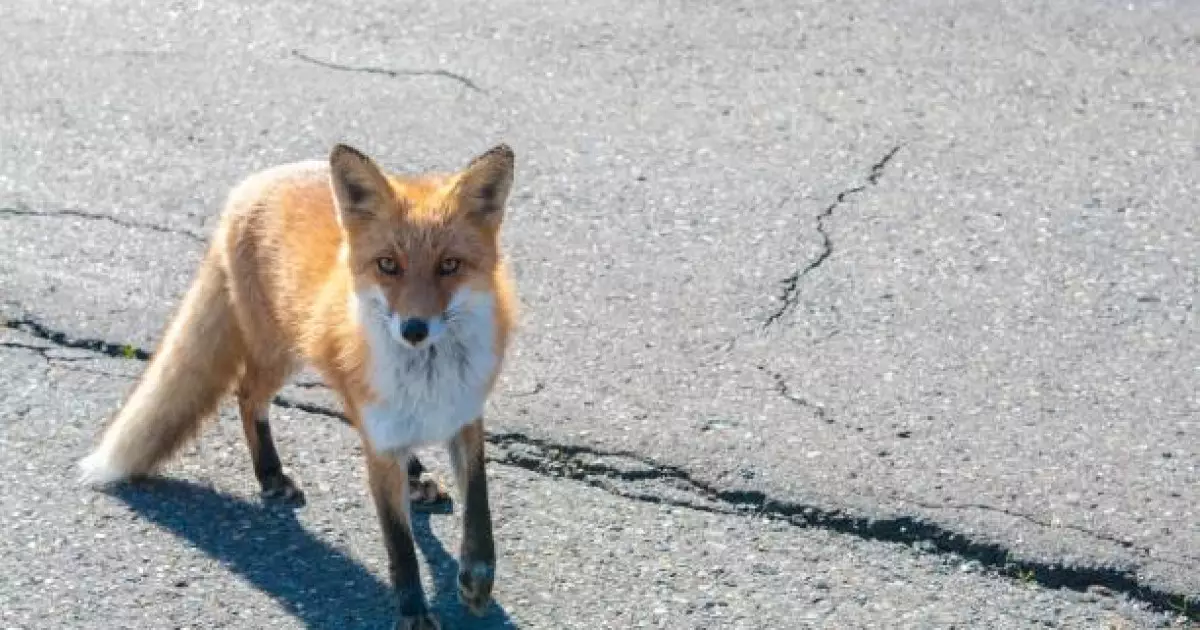   Бейнеуде түлкі екі оқушыға шапқан   