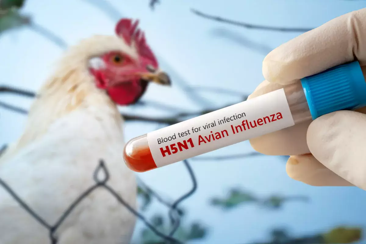 Первый человек в мире умер от птичьего гриппа H5N5