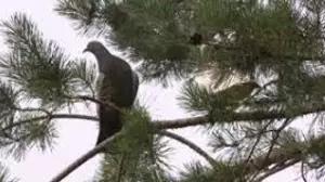 АҚШ-та алғаш рет құс тұмауынан адам өлімі тіркелді