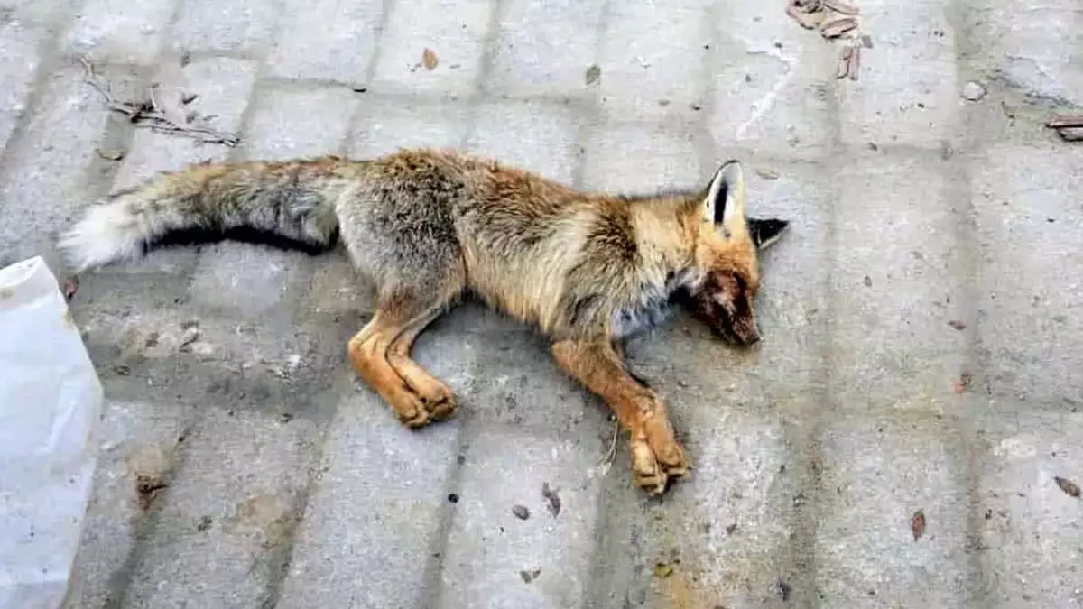 Маңғыстауда жабайы түлкі балаларға шабуыл жасады