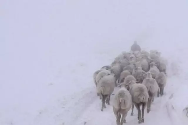 Қостанайда үш күн бұрын жоғалған шопан да аман-есен табылды