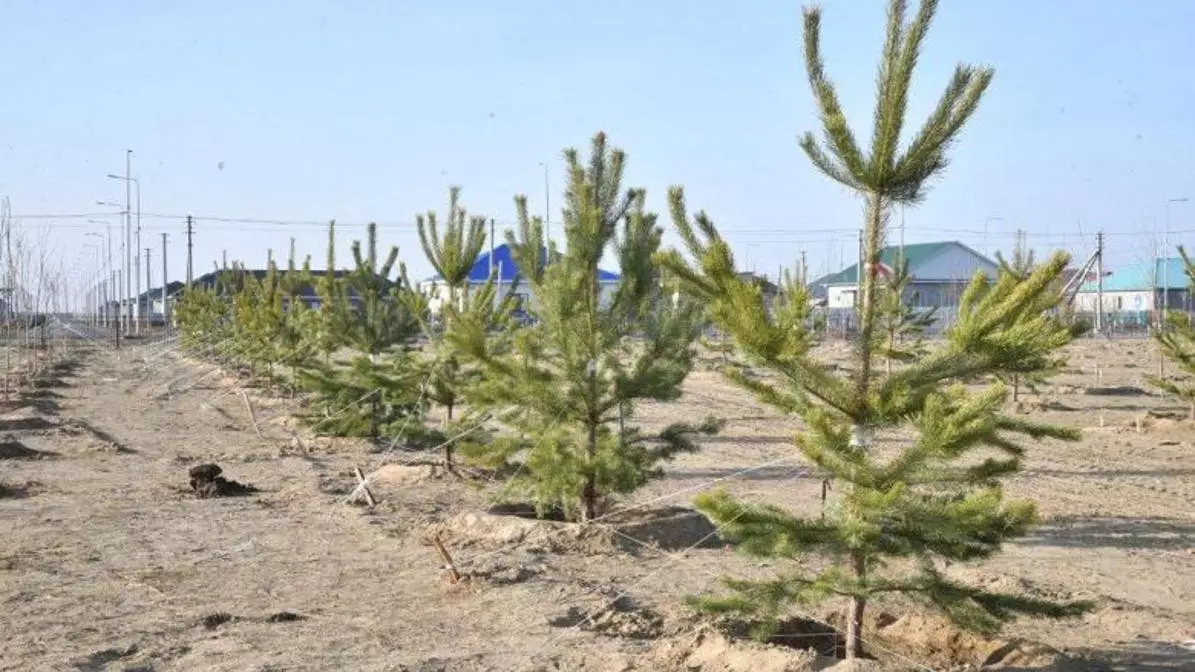 Атырауда 4 мыңға жуық жасыл желек егілді