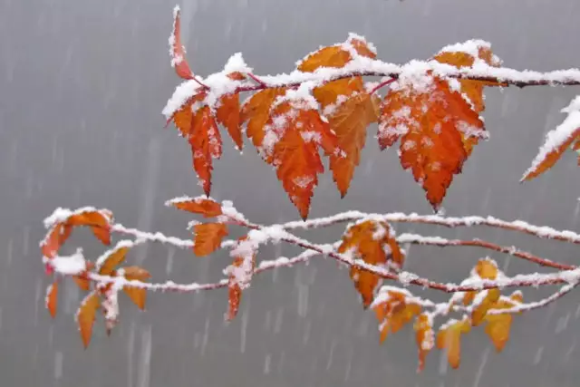 Дүйсенбіге арналған ауа райы болжамы жарияланды