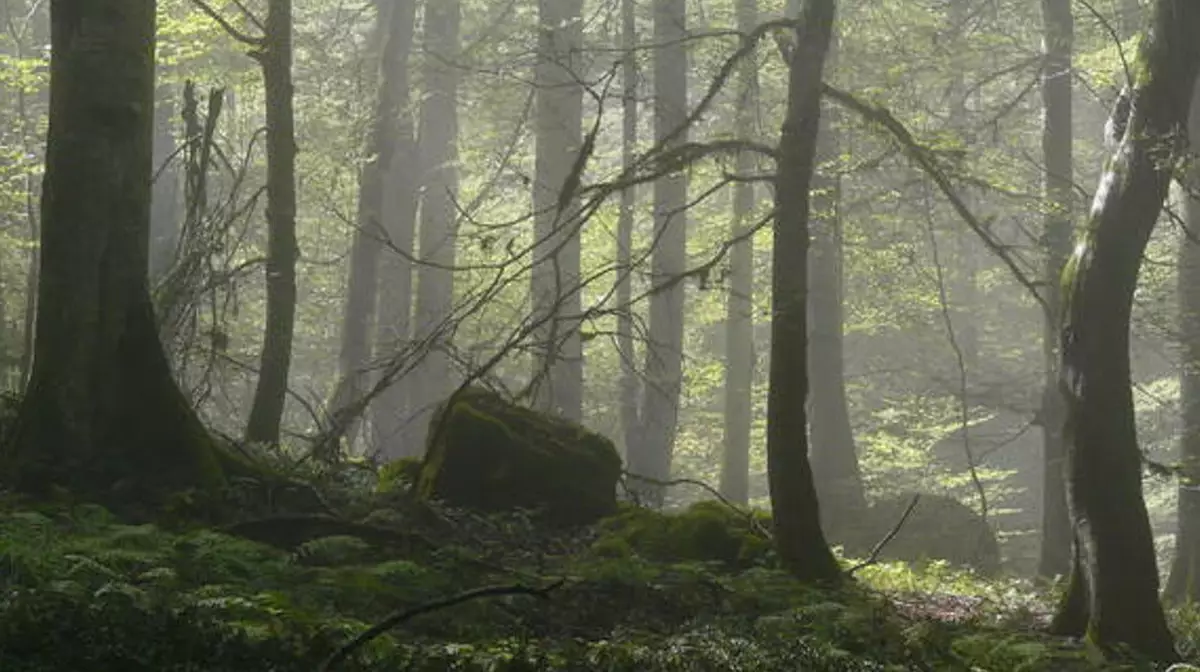 Горят древнейшие леса земли: Иран борется с огнем в Гиркане