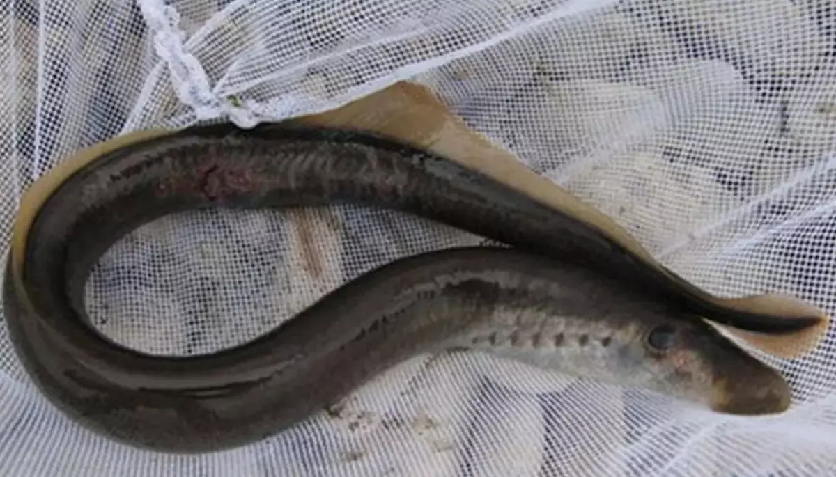 Редкую рыбу заснял житель Мангистауской области (ВИДЕО)