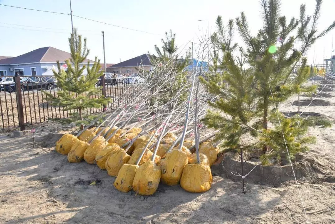 4 тысяч молодых деревьев  высажено в Атырау в рамках кампании по озеленению