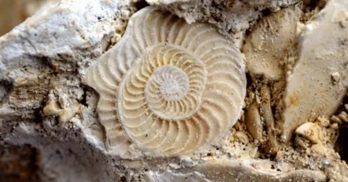  Фораминифералар? — адам баласына мұхит түбінен жеткен ескерту 