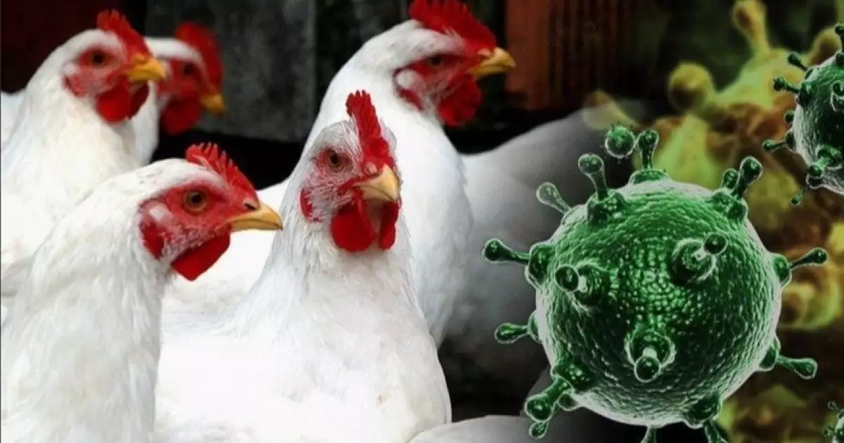  H5N5 түріндегі құс тұмауынан алғашқы адам өлімі тіркелді 