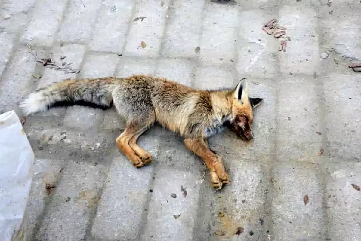 Хищники вокруг сел Мангистау: экологи бьют тревогу