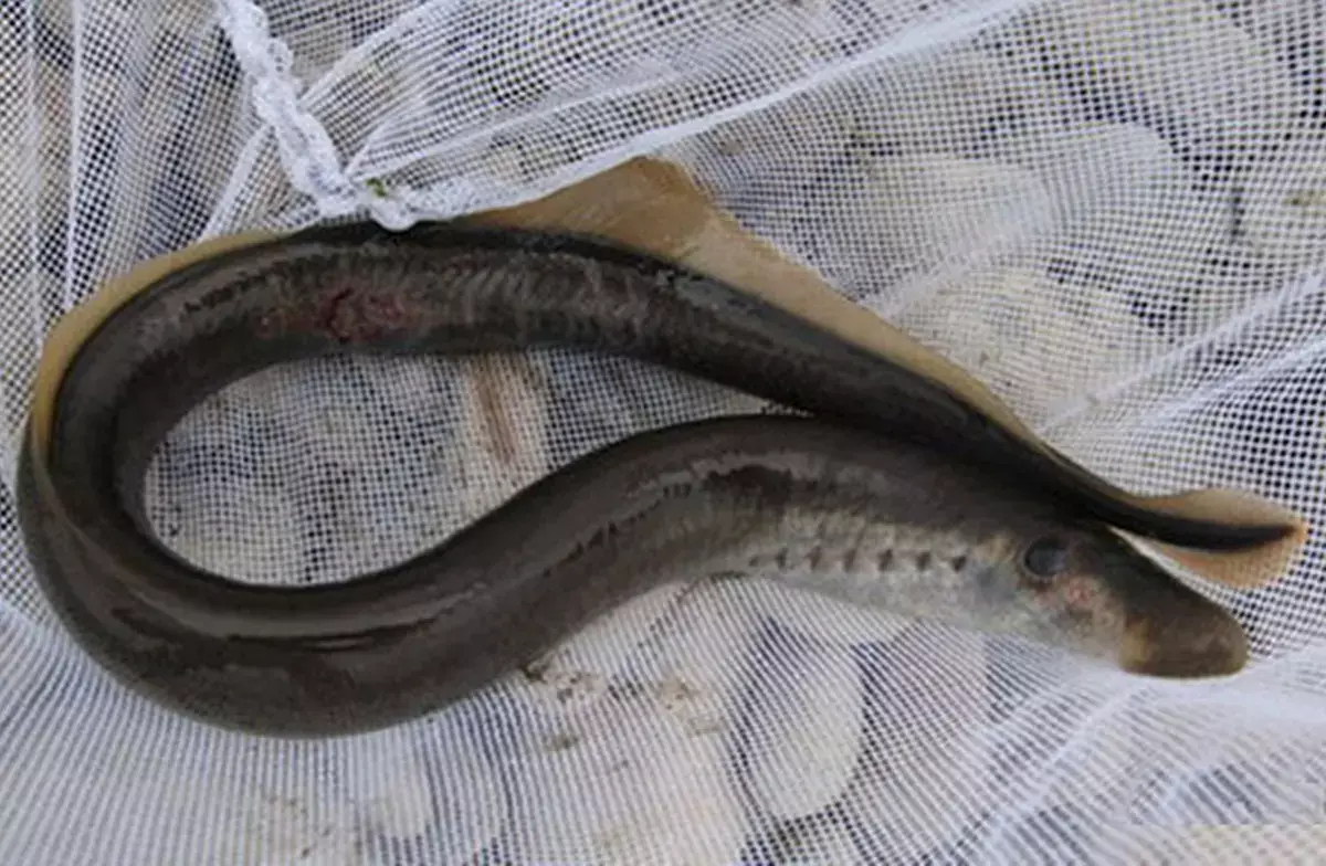 Житель Мангистау снял на ВИДЕО редкую рыбу - новости на Lada.kz 23.11.2025