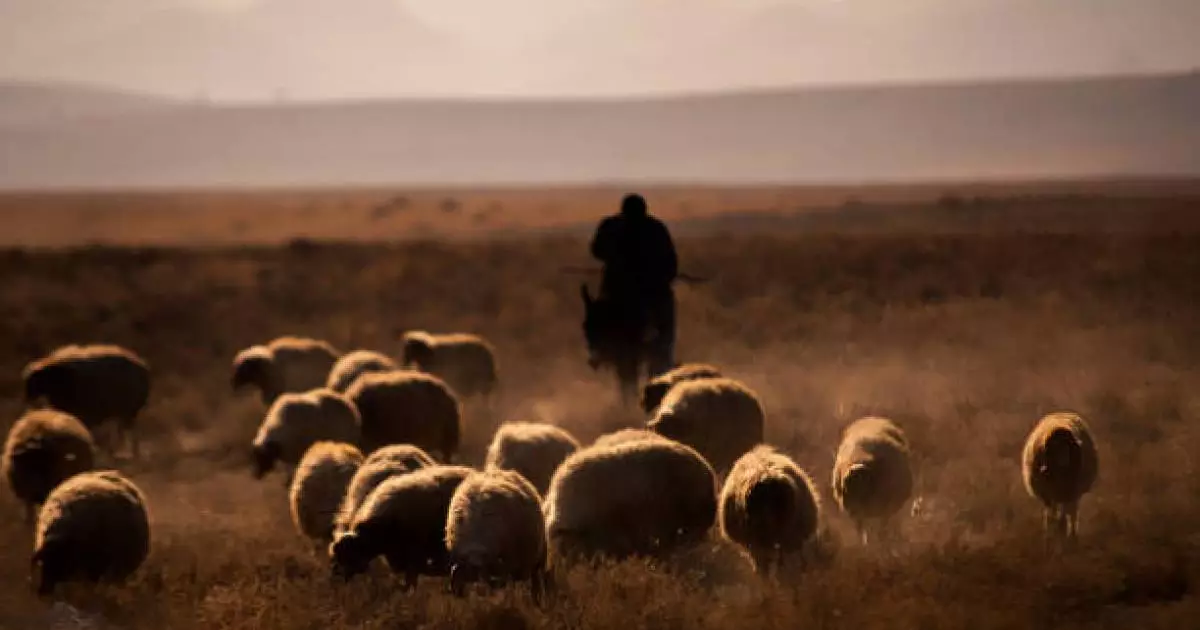  Қостанай облысында ер адам мал іздеймін деп жоғалып кетті 