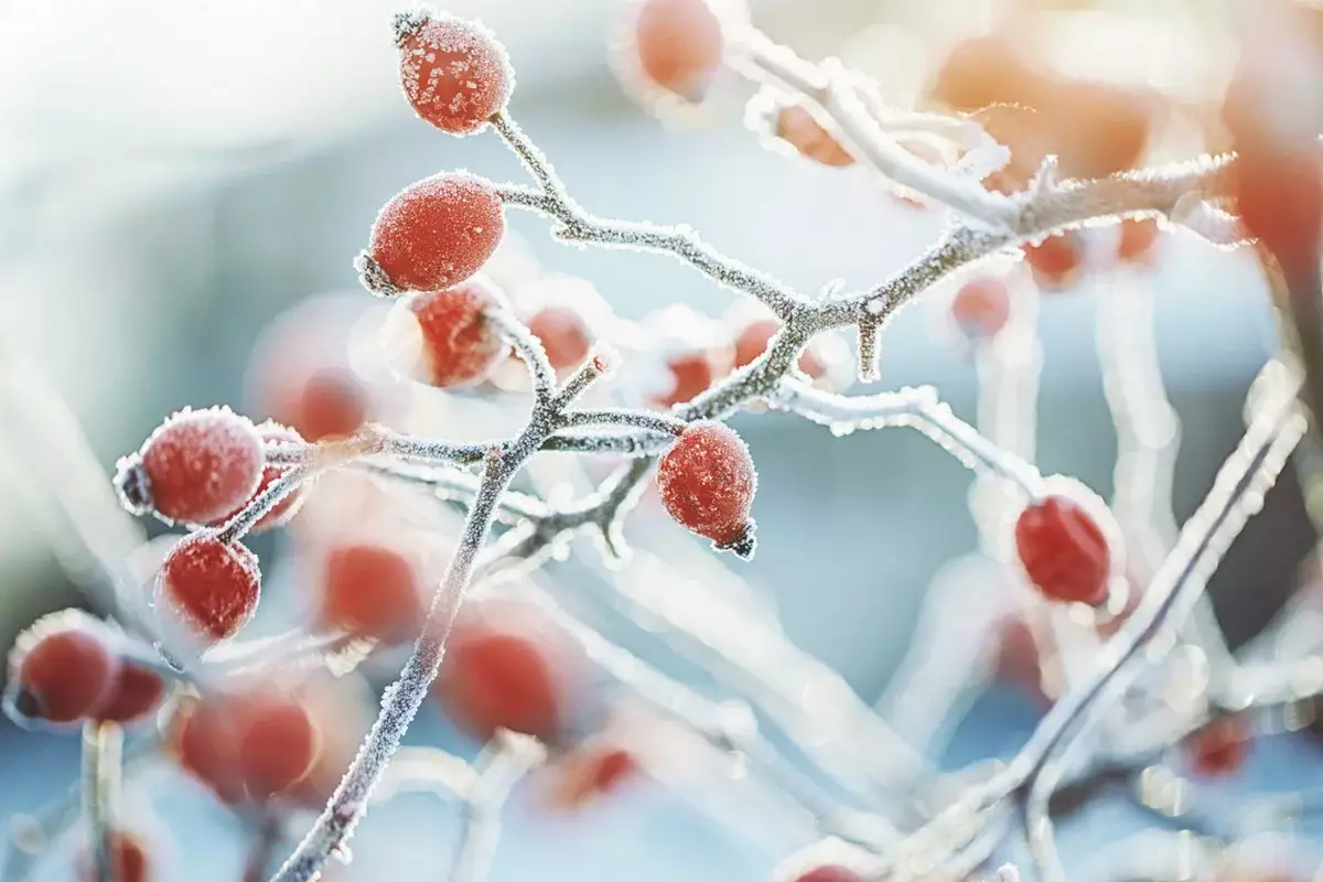 На севере и востоке ожидаются морозы: прогноз погоды на 24 ноября