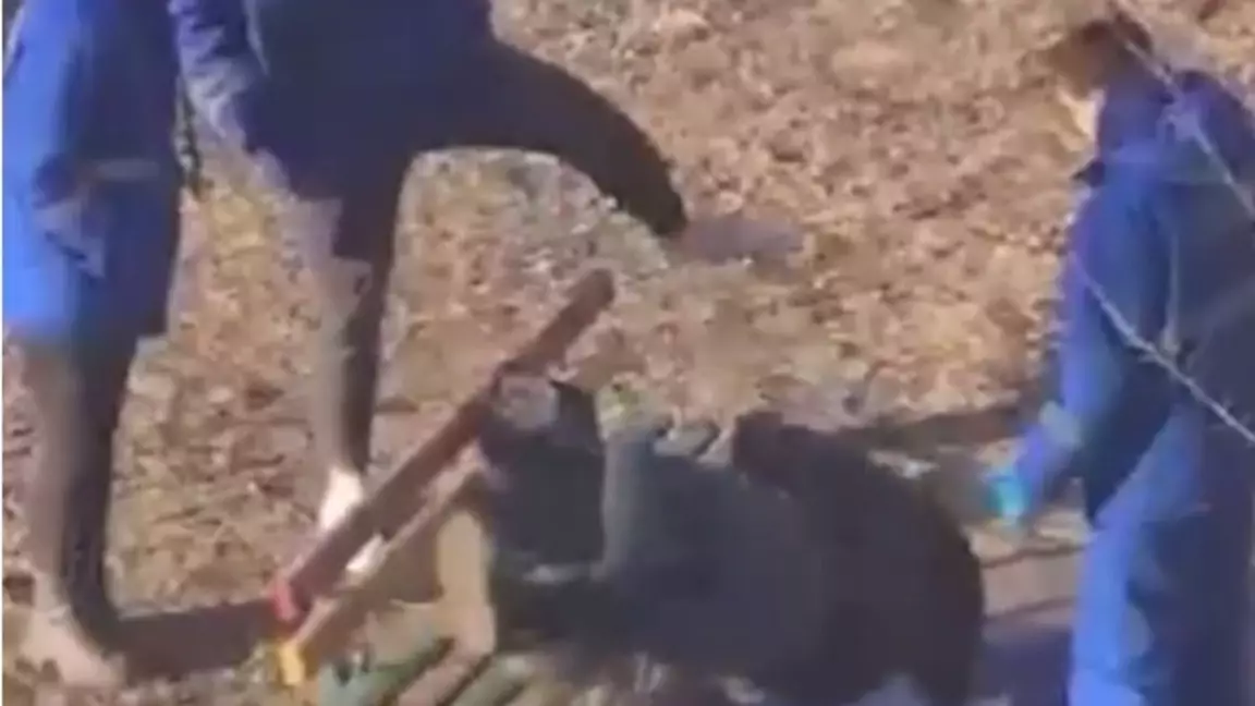 Желіде жедел жәрдем қызметкерлері науқасты теуіп жатқан видео тарады