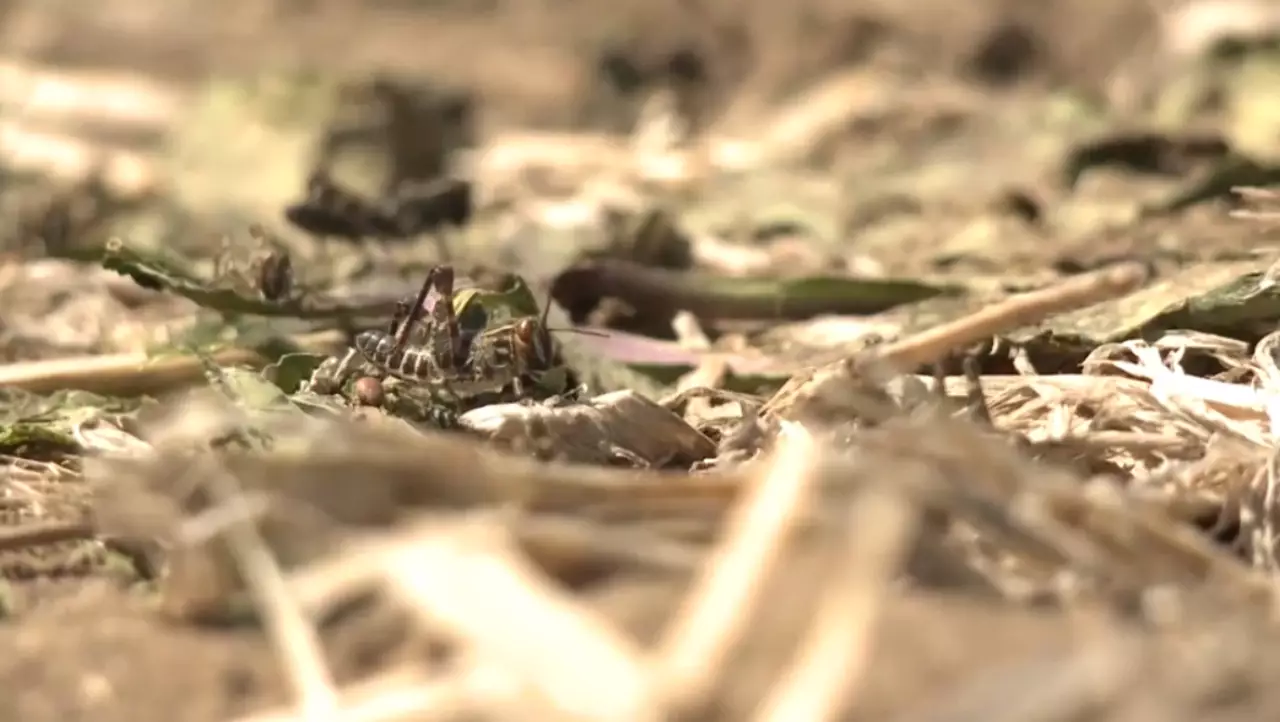 Учёные призывают переходить на биологические методы защиты урожая