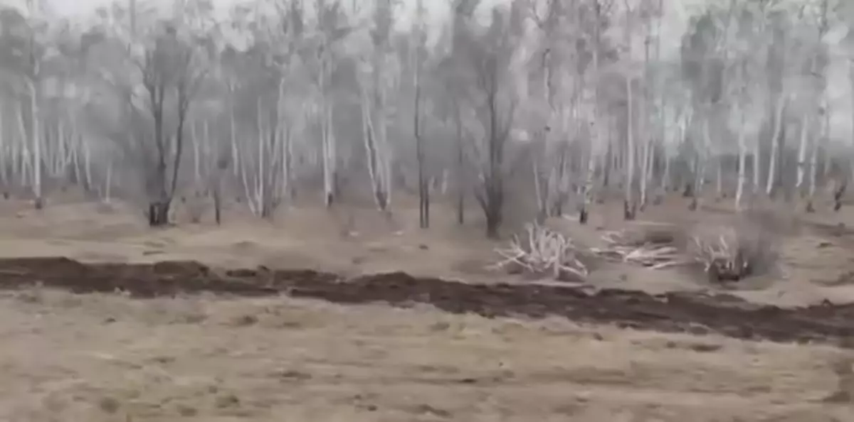 Көкшетау-2: Қала шетіндегі қайың тоғайы неге жойылып жатыр, ал әкімдік неге үндемейді?