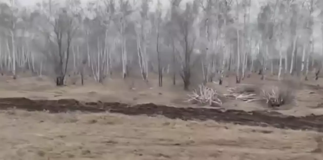 Көкшетау-2: Қала шетіндегі қайың тоғайы неге жойылып жатыр, ал әкімдік неге үндемейді?