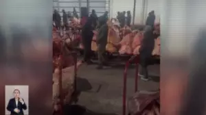 113 адам ұсталды: 100-ден аса мал ұрлығы ашылды