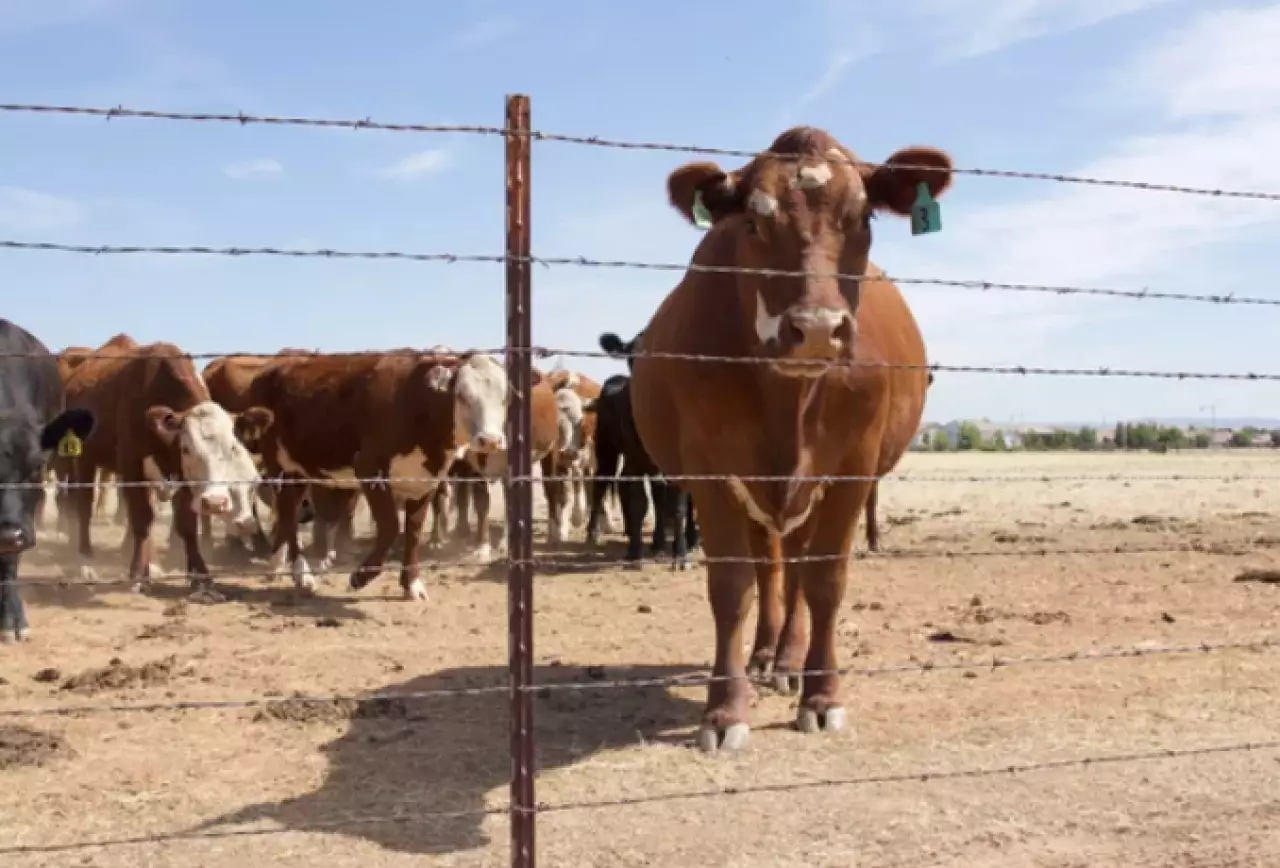 Более 100 случаев кражи скота раскрыли в Казахстане