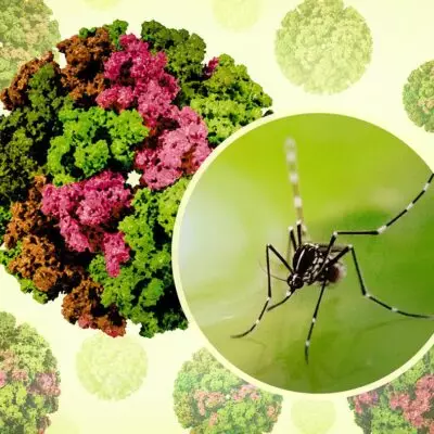 В Гонконге растёт число случаев заражения лихорадкой Чикунгунья