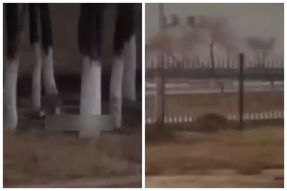 Маңғыстауда оқушыларға жабайы түлкілер шапты