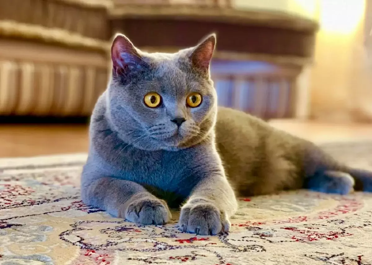 Мысығыма педикюр керек: Павлодар облысының әкімі жеке өміріндегі қызық сәттерді жариялады