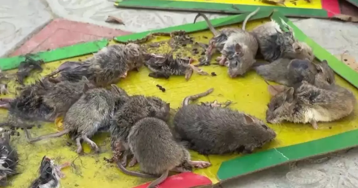  `Жинап, өртеп жатыр`. Атырауда тышқан қаптап, мектептер мен балабақшалар жабылды 