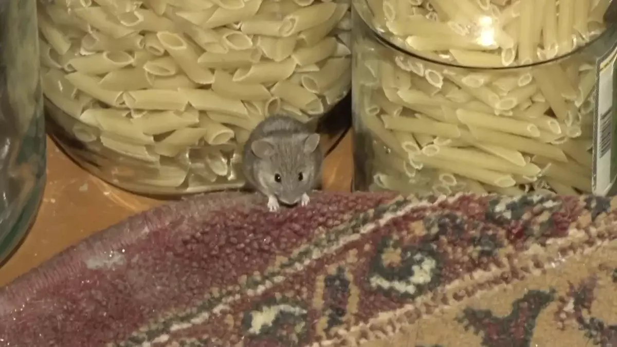 Тышқан қаптап кетті: Атырау облысының үш ауылында мектеп, балабақша жабылды