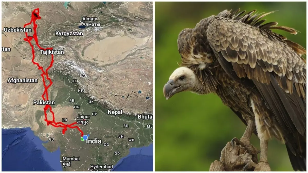 Раненый стервятник пролетел 15 000 км и завершил эпическое путешествие из Индии в Казахстан и обратно.