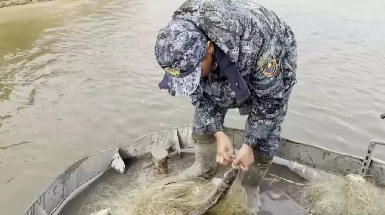 Атырау облысында көксерке балығы көбейіп келеді
