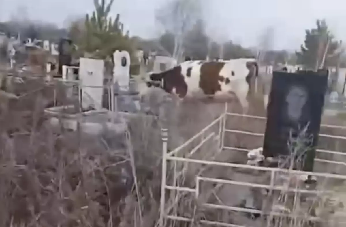 Қостанайда масқара жағдай: зиратты сиырлар басып жүр, ал әкімдік мәселені жылдар бойы шеше алмай келеді