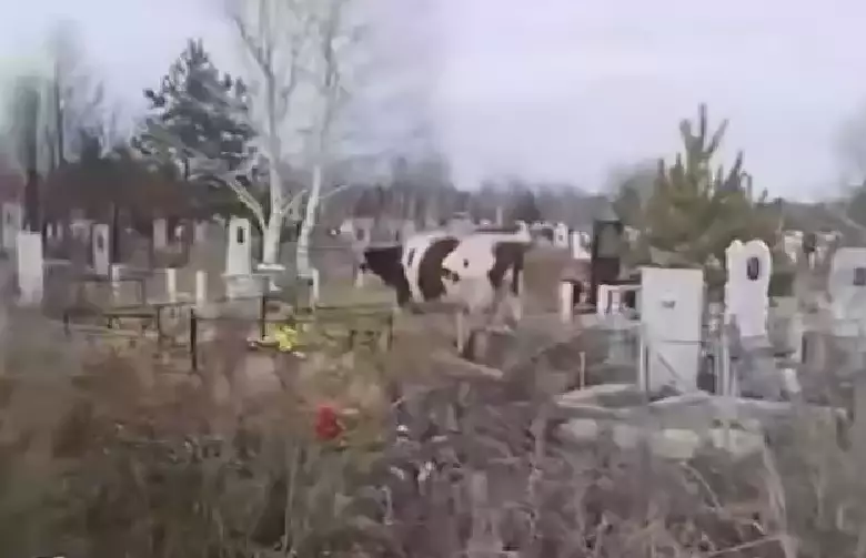 Костанайда масқара жағдай: зиратты сиырлар басып жүр, ал әкімдік мәселені жылдар бойы шеше алмай келеді