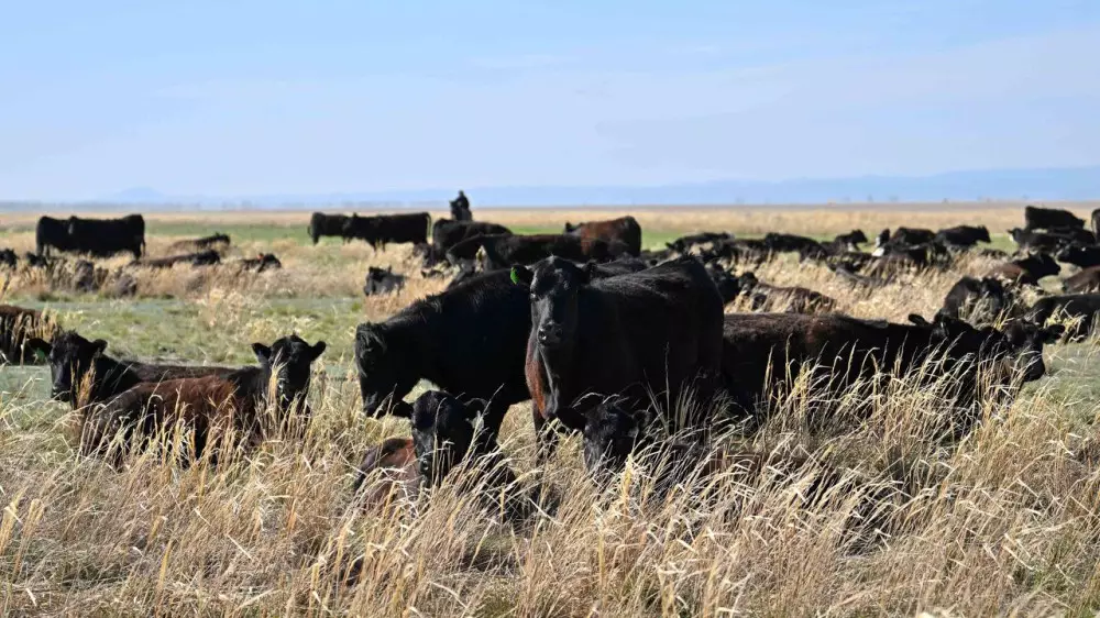 Абай облысында агроөнеркәсіп кешеннің даму қарқыны артты