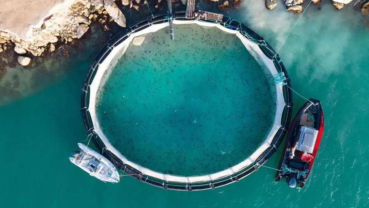 Две тонны мальков лососевых пород выпустили в Каспийское море - новости на Lada.kz 24.11.2025