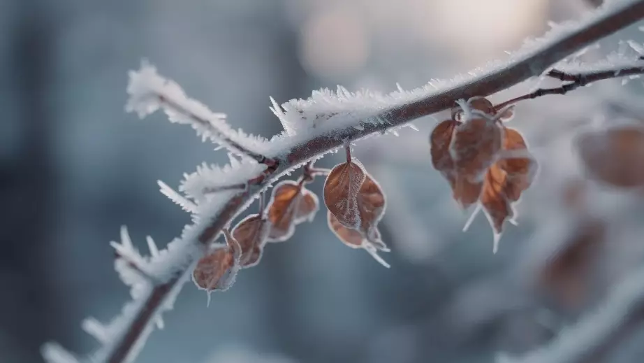 Боран, көктайғақ және тұман: 14 облыста дауылды ескерту жарияланды
