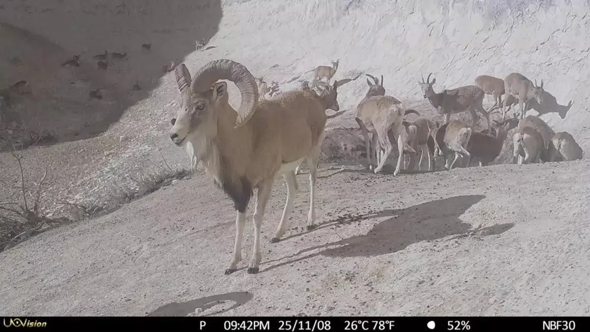 Маңғыстауда ерекше дала жануарлары фототұзаққа түсіп қалды