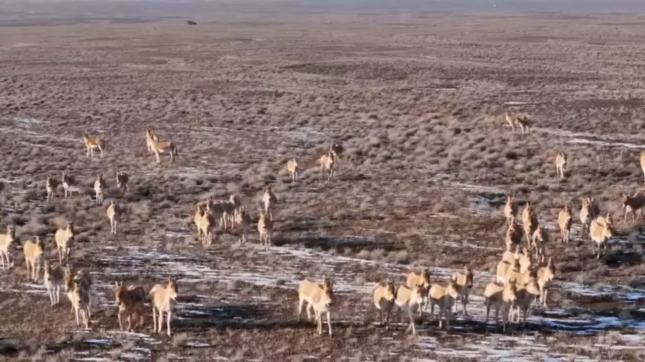 «Алтынемел» ұлттық паркінде құлан саны 3500-ден асты