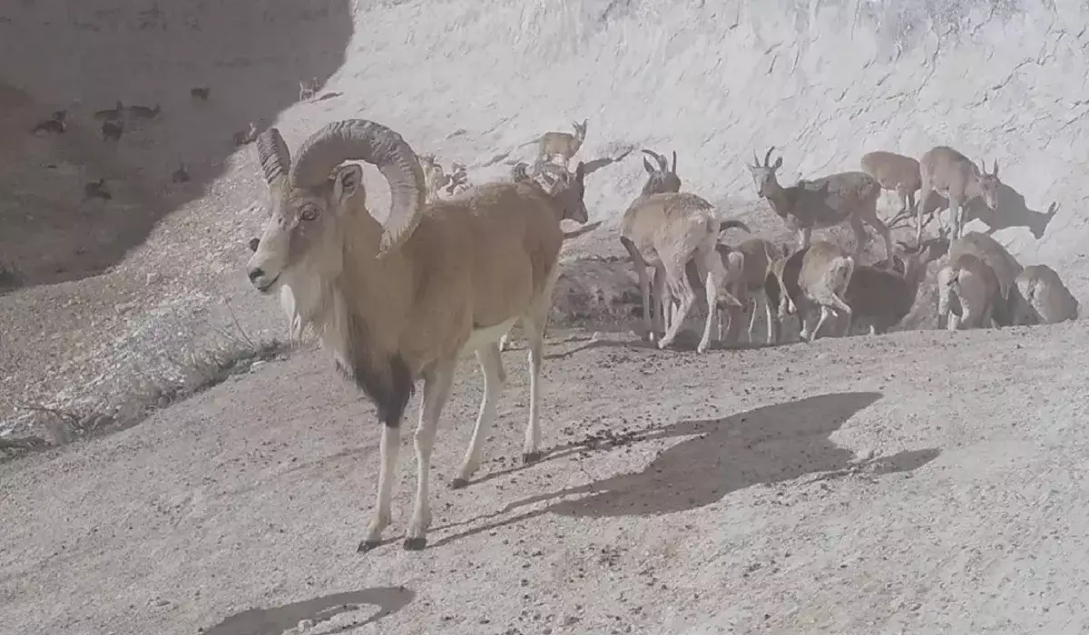 Сирек кездесетін жабайы аңдар: «Қызылсай» паркінде түсірілген видео жарияланды