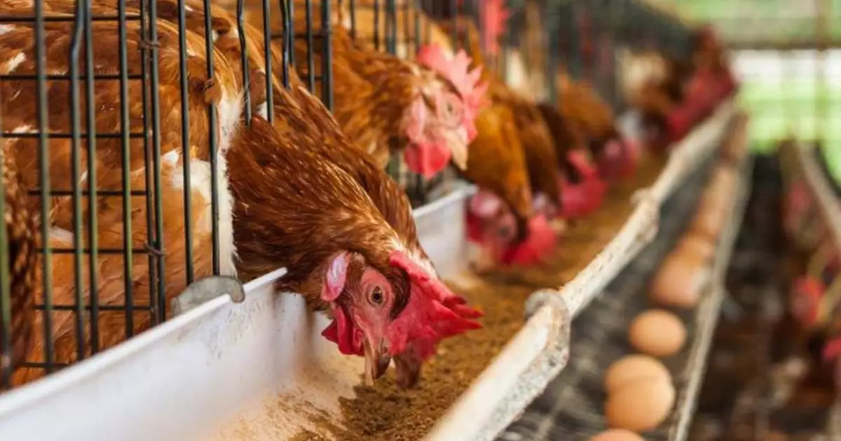  Түркістан облысында құны 9 млрд теңге болатын құс фабрикасы салынады 