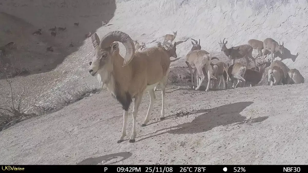 Обитателей степи зафиксировали фотокамеры в Мангистау - новости на Lada.kz 25.11.2025