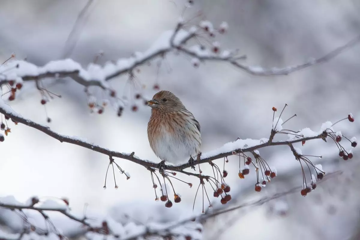 Сильный ветер обрушится на Астану