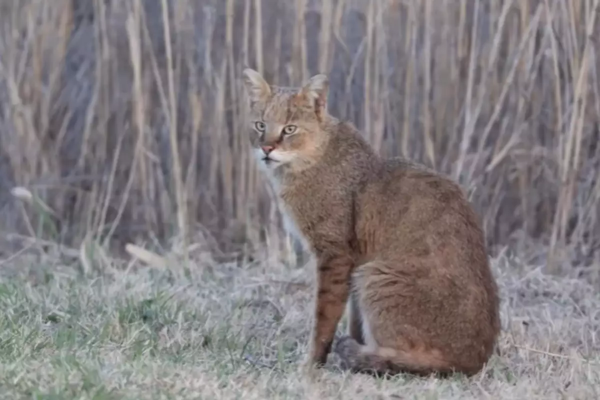 Камышовый кот — редкий гость в объективе: уникальные кадры из резервата «Акжайык»