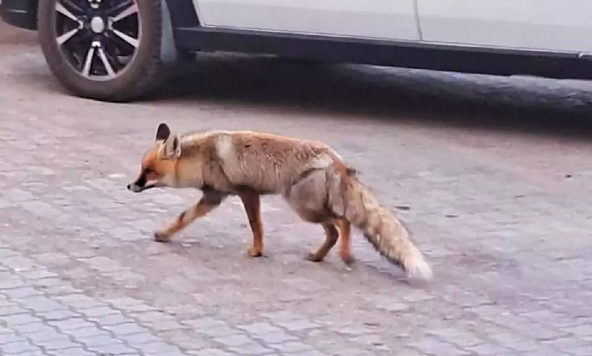 Дикие животные в Актау: почему они выходят к людям и как реагировать горожанам - новости на Lada.kz 25.11.2025