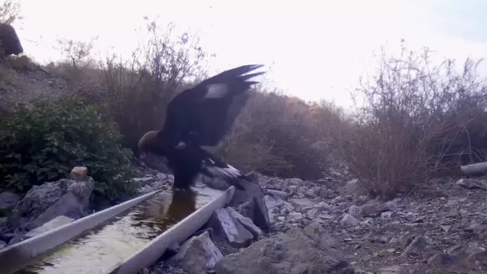 В Жетысу сняли на камеру редких краснокнижных хищников